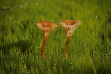 Oranjegeel trechtertje