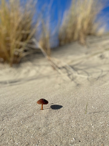Paddenstoel op het strand bij Kijkduin.