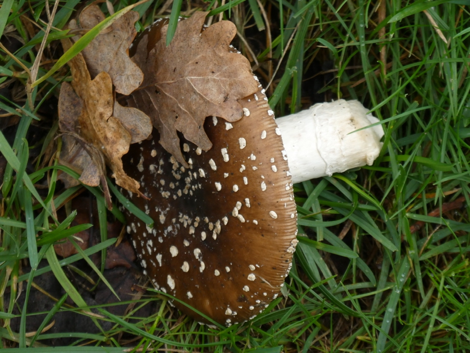 Panterameniet - Schimmels - 