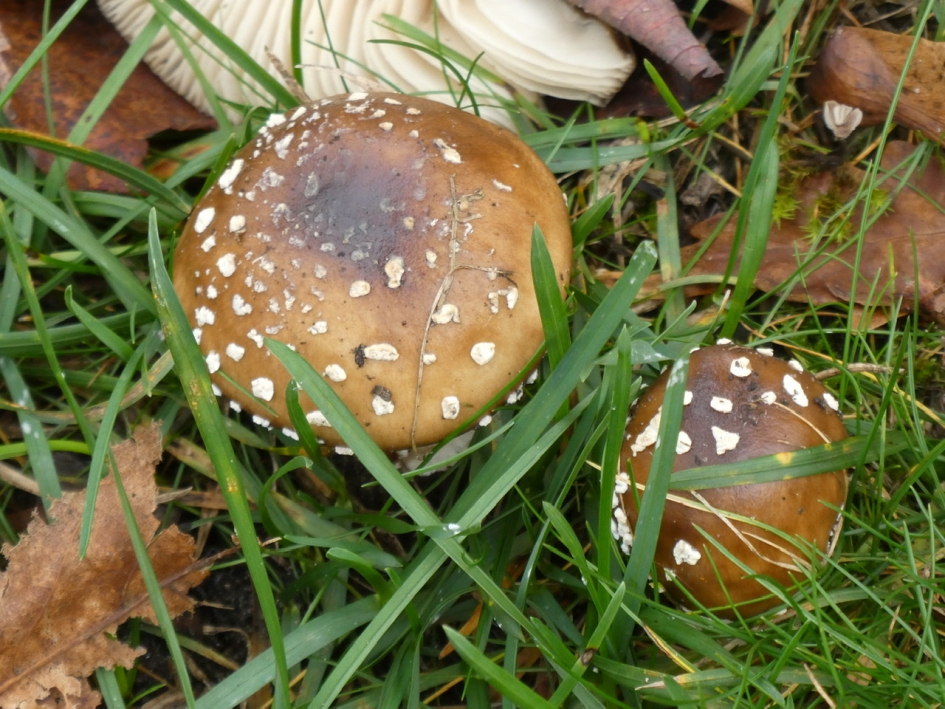 Panteramenieten - Schimmels - 