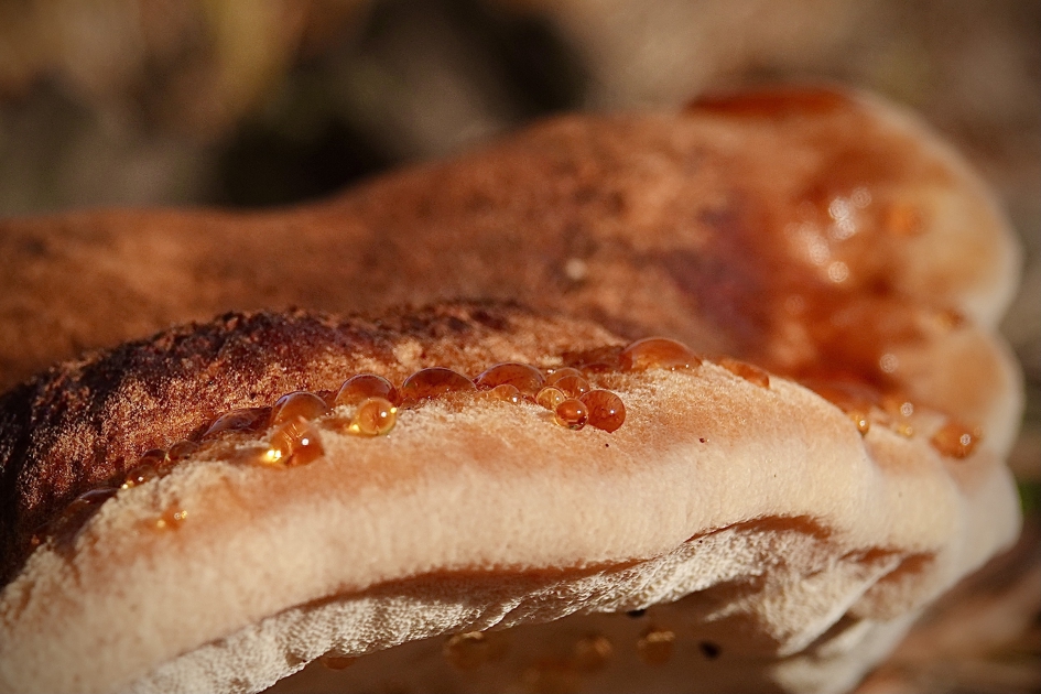 Parelende teervlek - Schimmels - Teervlekkenzwam