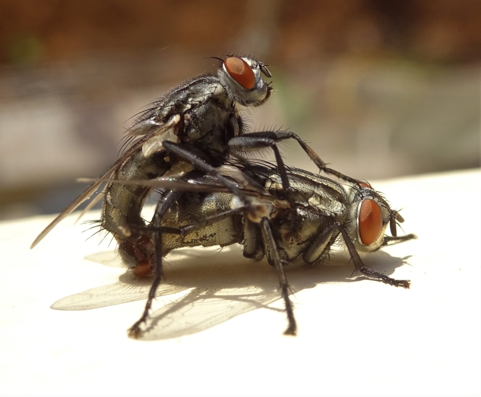 Parende vliegen - Geleedpotigen - 