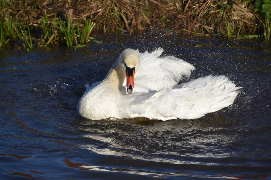 Poetsende zwaan - Vogels - 