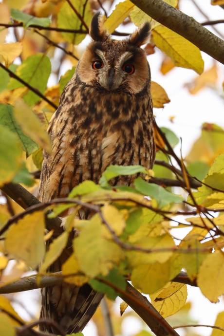 Ransuil tussen de herfstbladeren