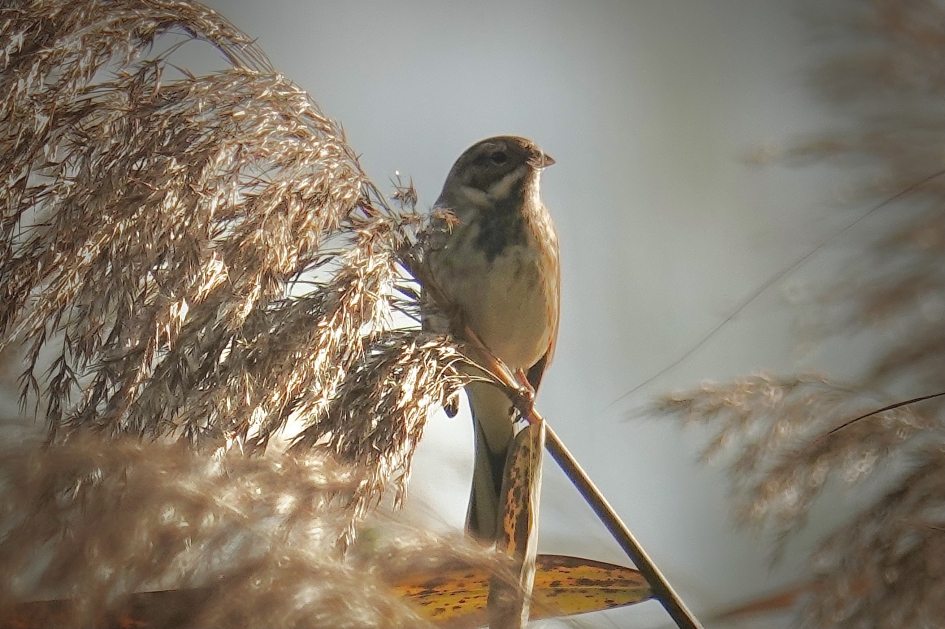 Riet op riet - Vogels - Rietgors
