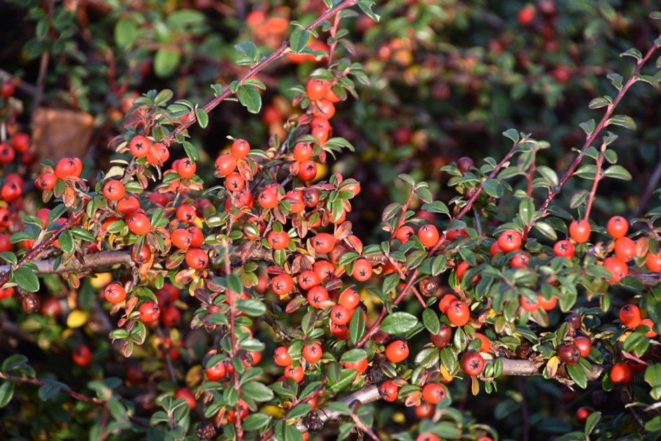 Rode besjes - Planten - 