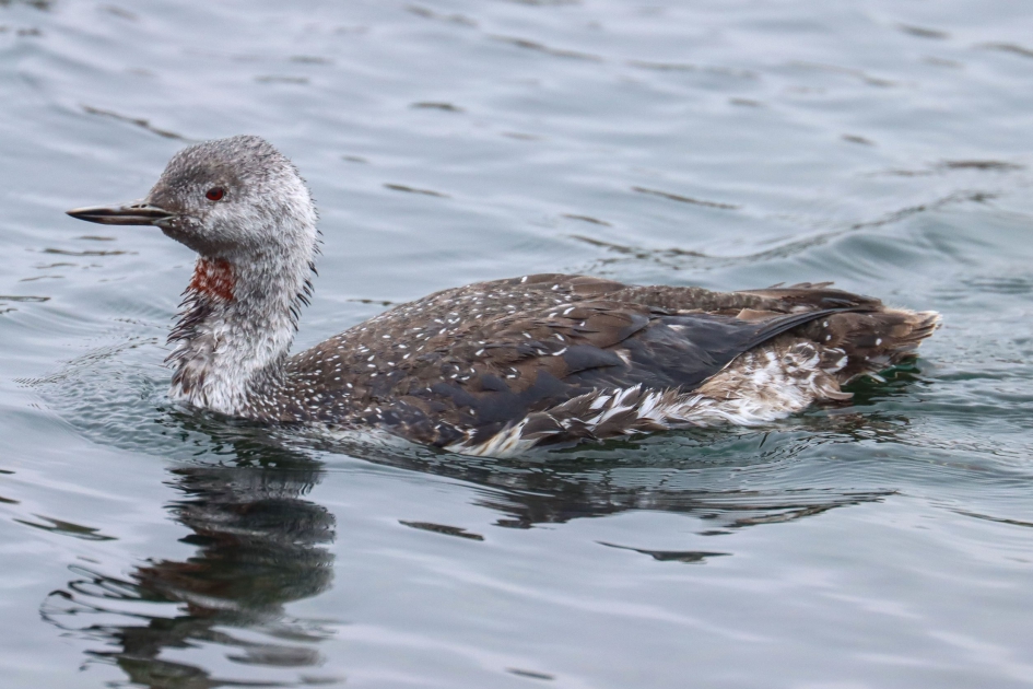 Rood vlinderstrikje - Vogels - Roodkeelduiker