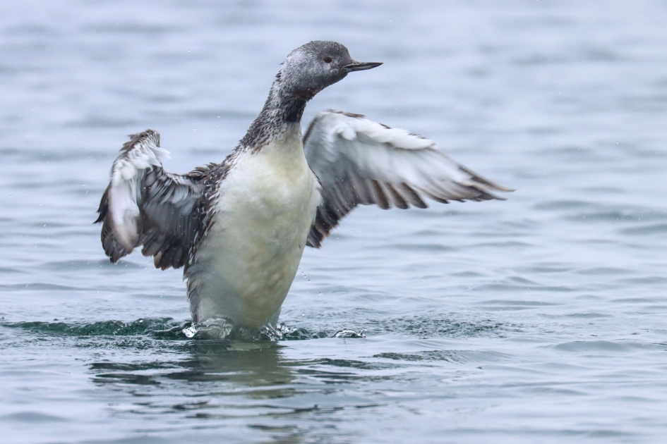 Roodkeelduiker aan het badderen - Vogels - Roodkeelduiker