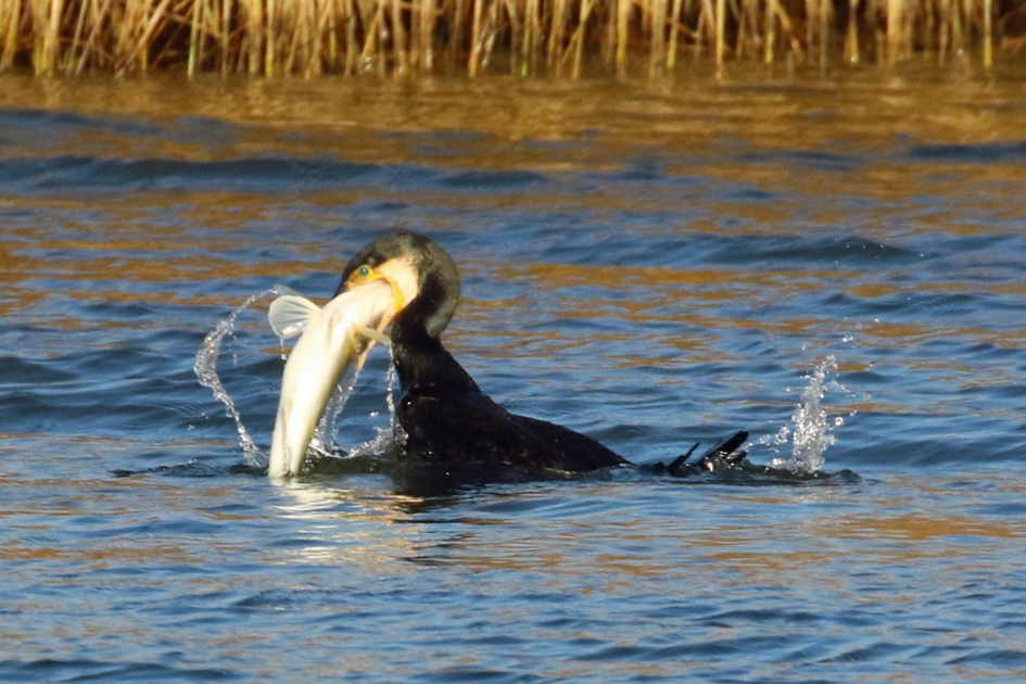 Schrokkende aalscholver - Vogels - Aalscholver