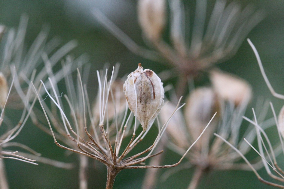 Silhouet - Planten - Bereklauw
