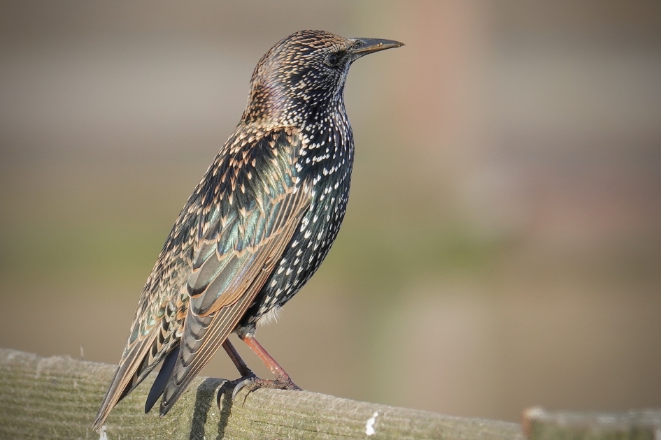 Veetjes pak - Vogels - Spreeuw