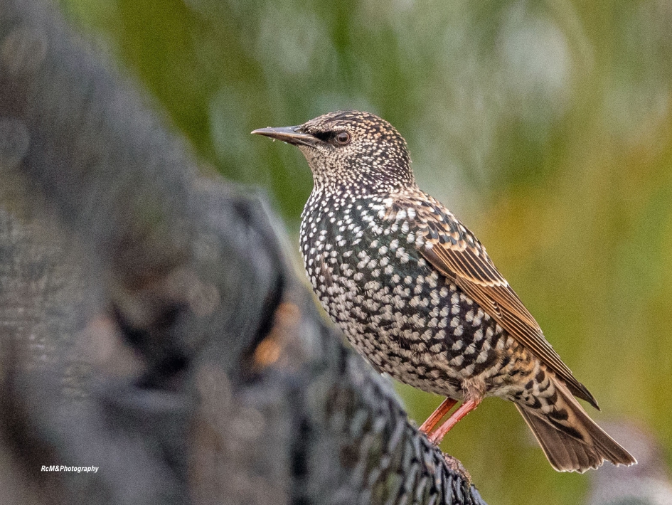 Spreeuw. - Vogels - Spreeuw.