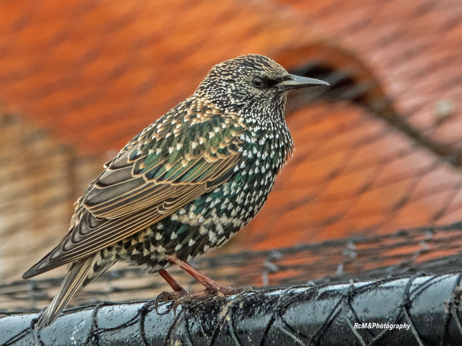 Spreeuw. - Vogels - Spreeuw.