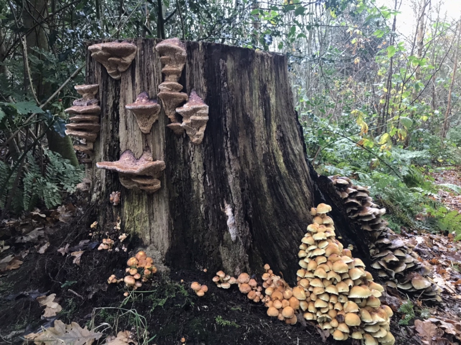 Sprookjesbos - Schimmels - 