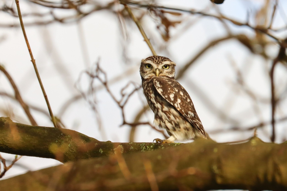 Steenuil - Vogels - Steenuil