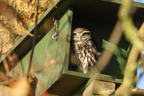 Steenuiltje op zijn veranda