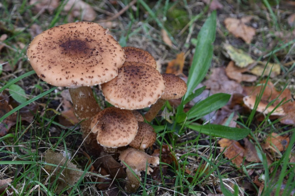 Stippen - Schimmels - 