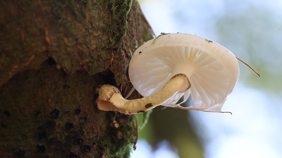 Teer porselein.... - Schimmels - 