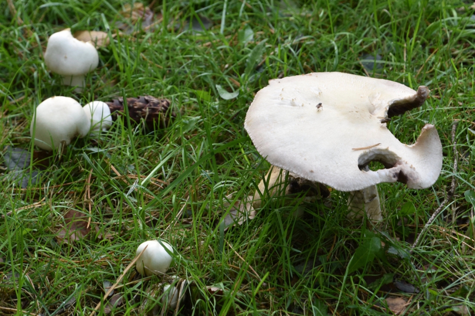 Van alles wat! - Schimmels - 