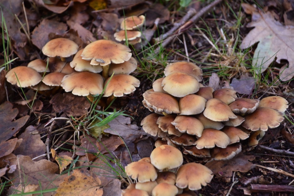 Veel…. - Schimmels - 