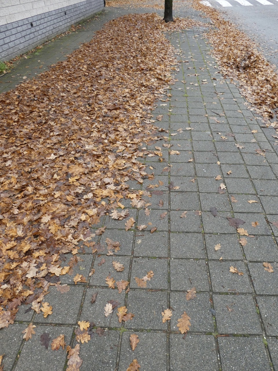 Veel blad op de stoepen - Planten - 