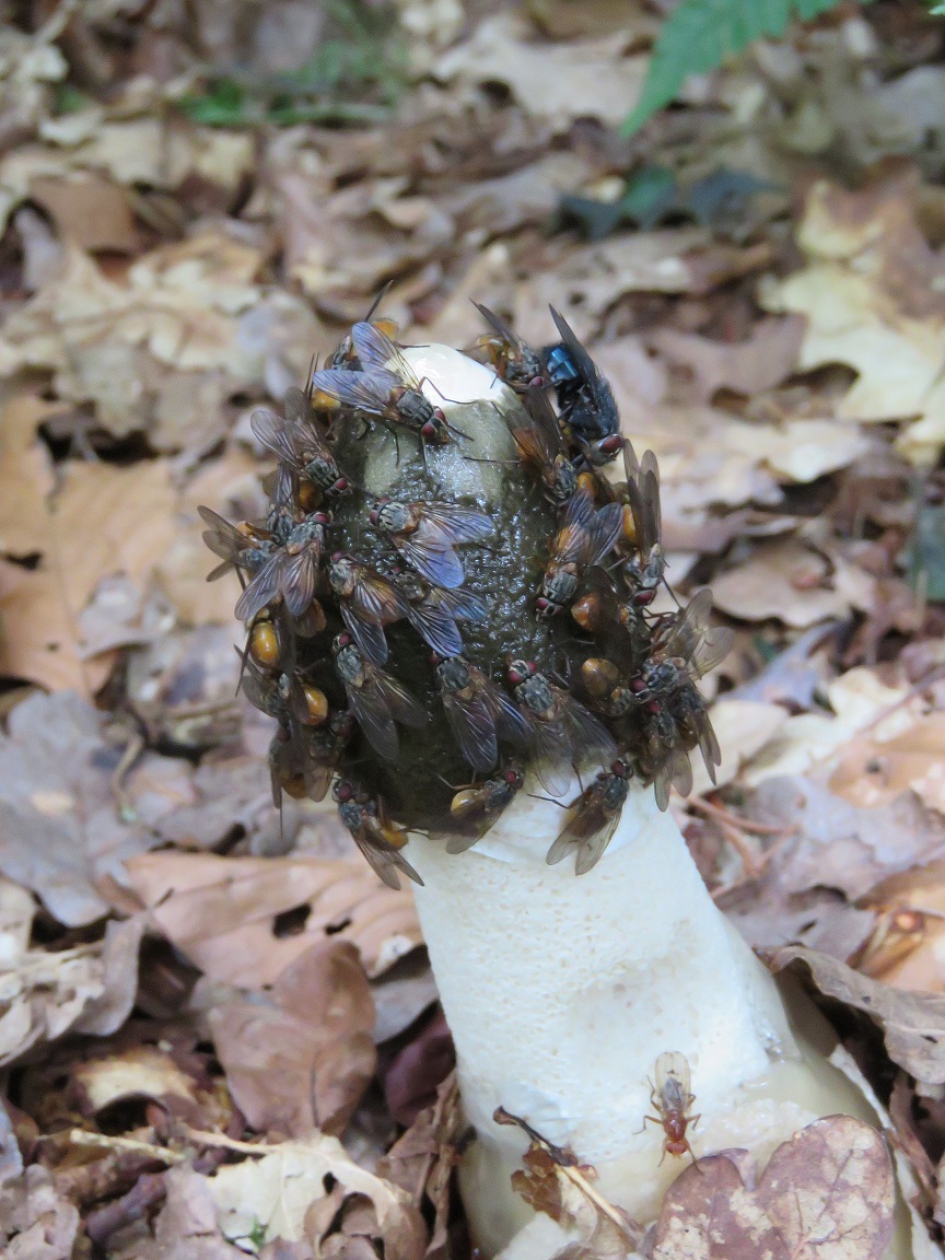 Verkeerde naam? - Schimmels - Grote stinkzwam