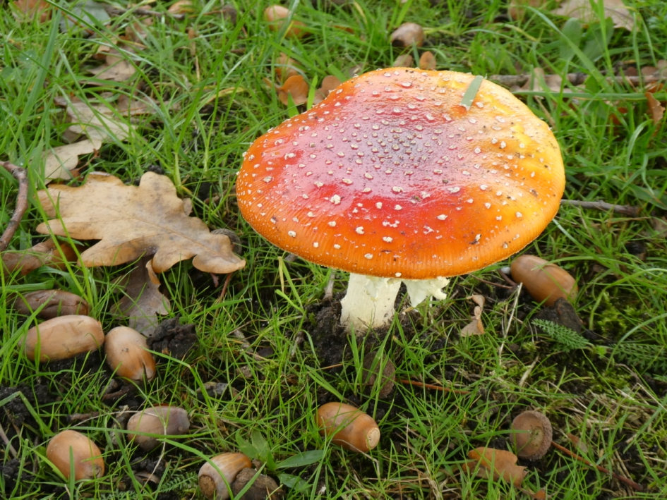 Vliegenzwam - Schimmels - 