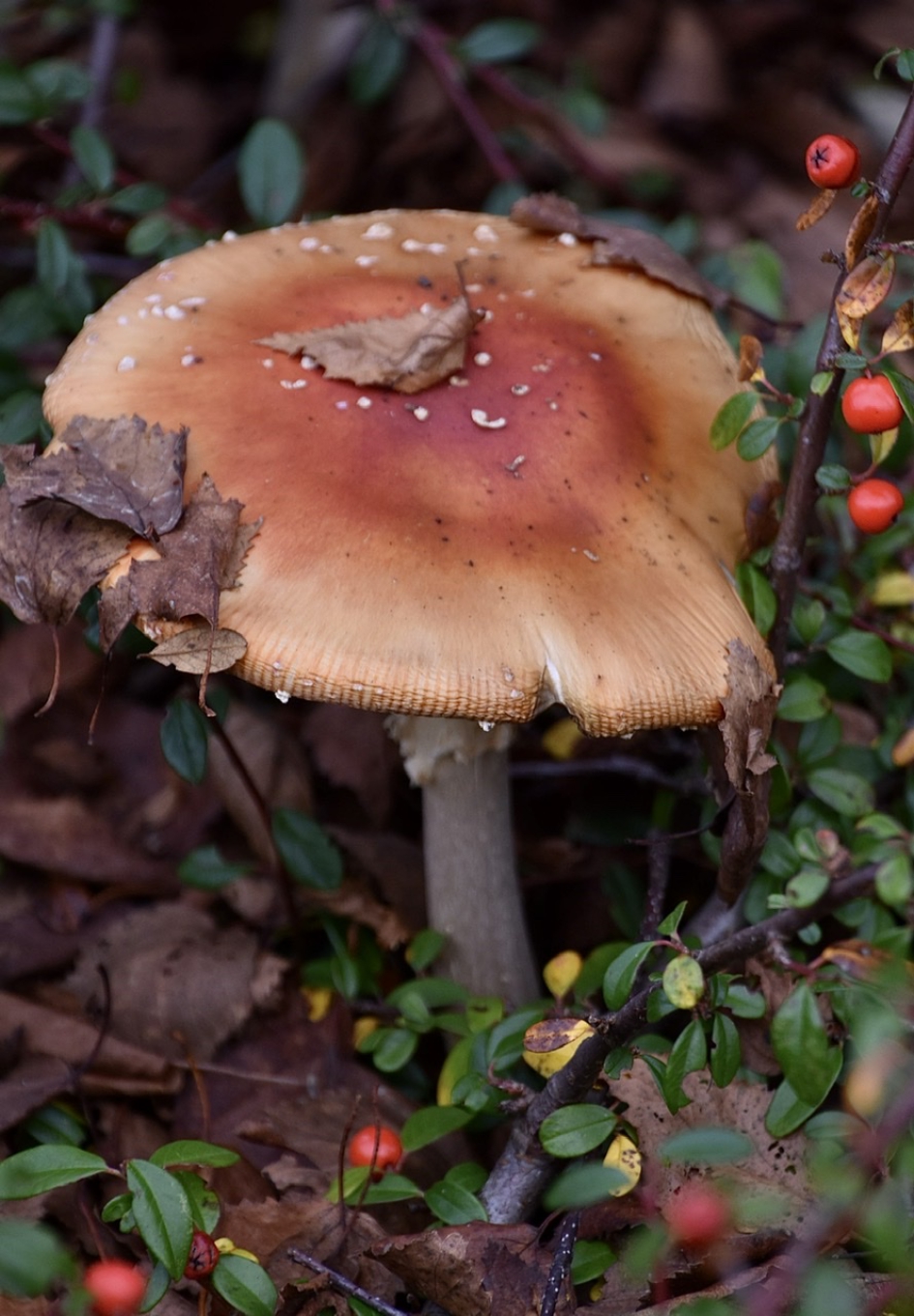 Vliegenzwam - Schimmels - 