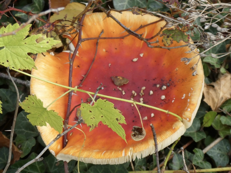 Vliegenzwam zonder stippen - Schimmels - 