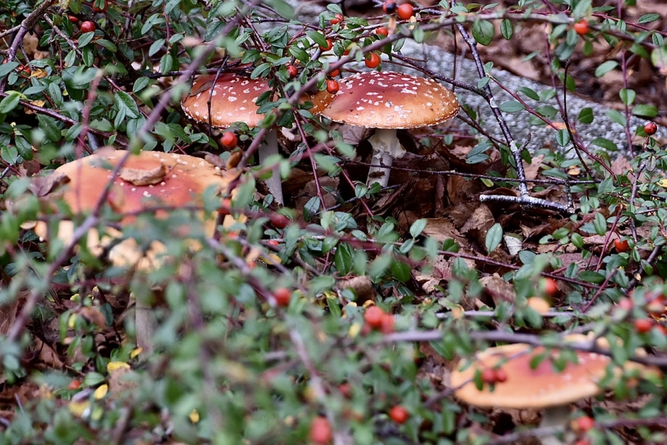 Vliegenzwammen tussen de struiken - Schimmels - 