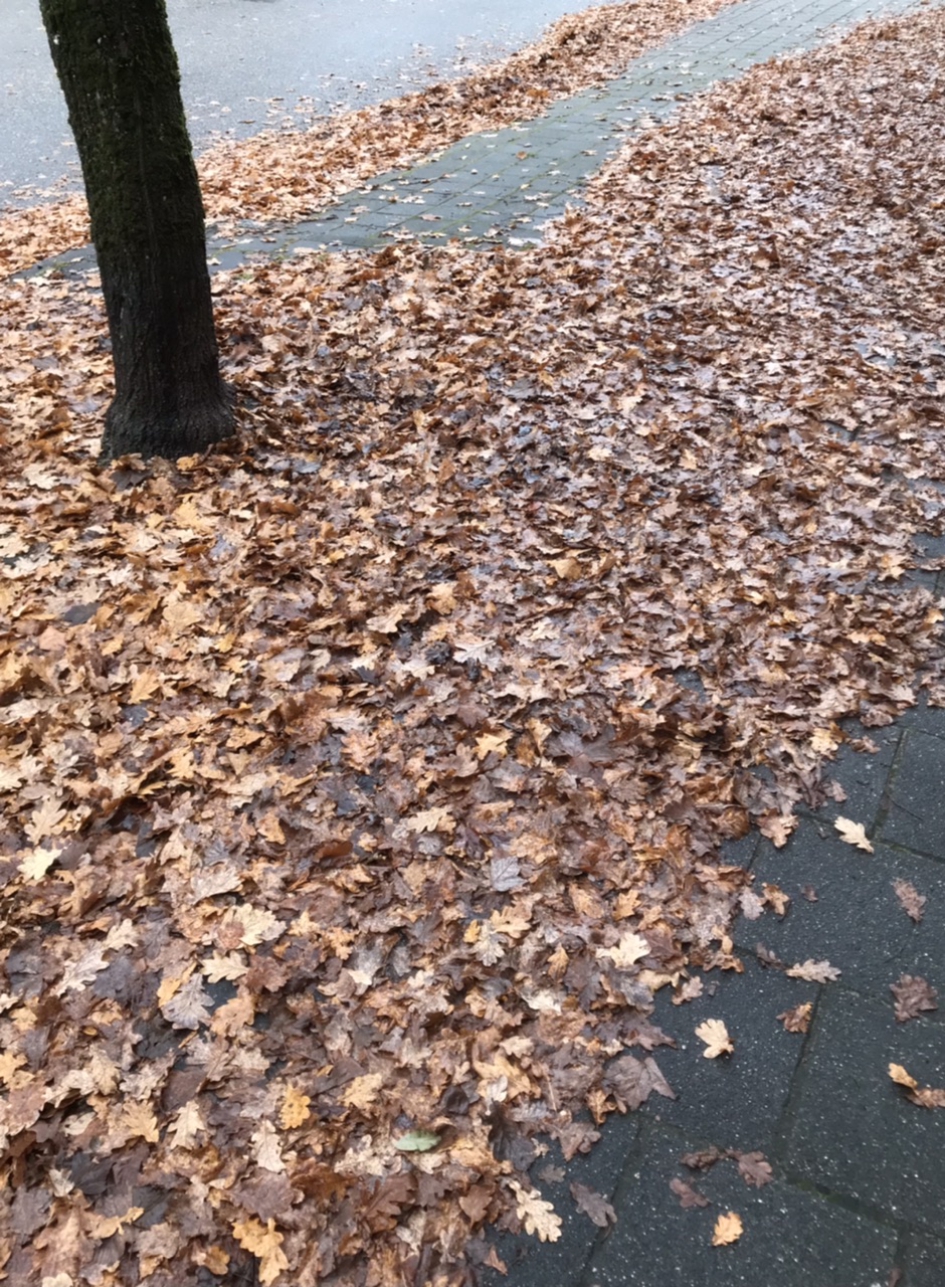 Waar blijft de bladblazer - Planten - 