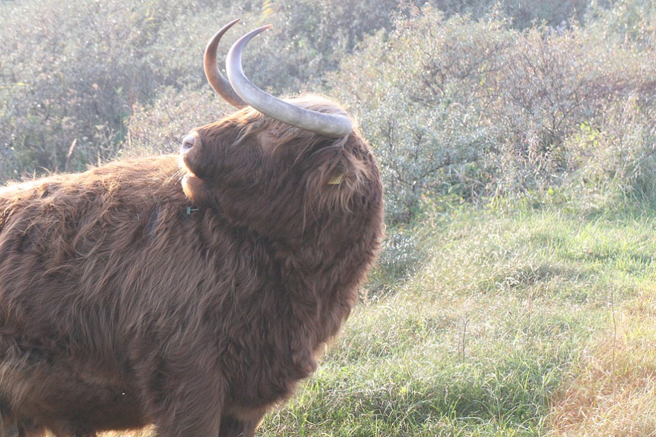 Wablief ?? - Zoogdieren - Schotse Hooglander