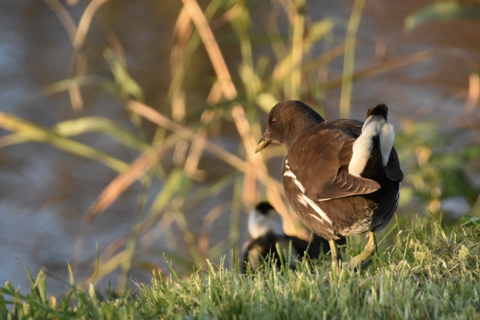 Waterhoen - Vogels - 