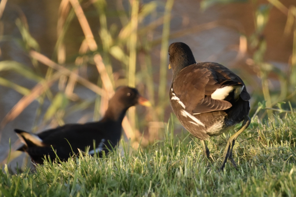 Waterhoentjes - Vogels - 