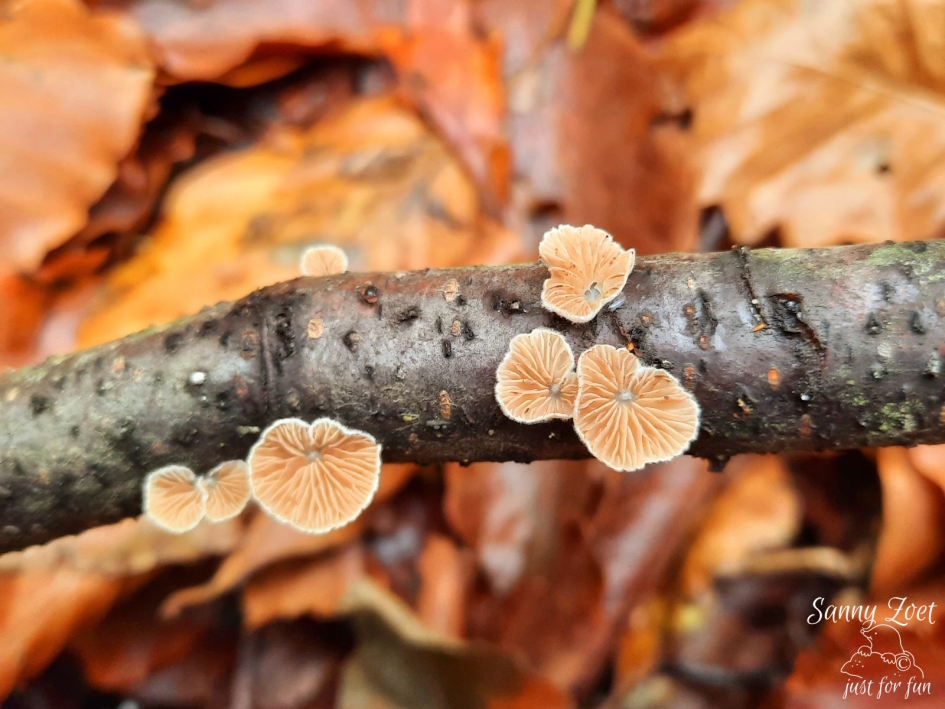 Week oorzwammetje - Schimmels - Week oorzwammetje