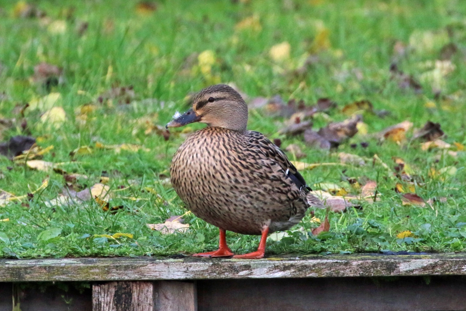 Wilde eend vrouwtje - Vogels - 