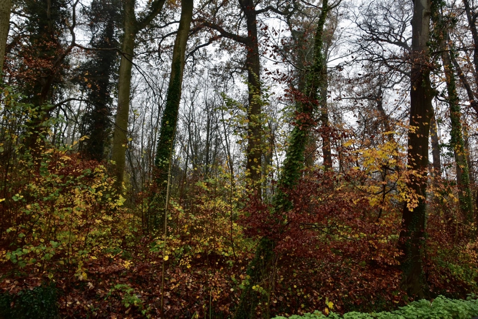 Wulperhorst - Planten - 