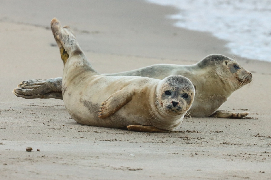 Zeehonden op het strand - Zoogdieren - Gewone zeehond