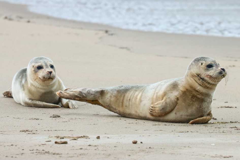 Zeehondjes worden wakker - Zoogdieren - Gewone zeehond