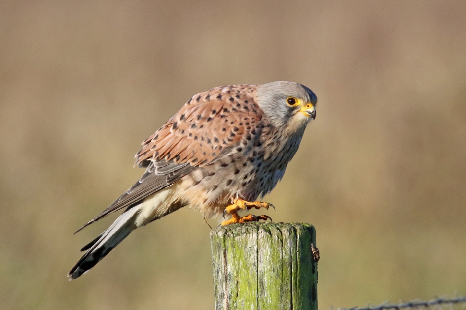 Zo, die is binnen.. - Vogels - 