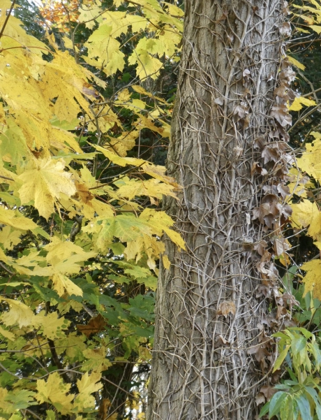 Zo kan een boom er ook uitzien