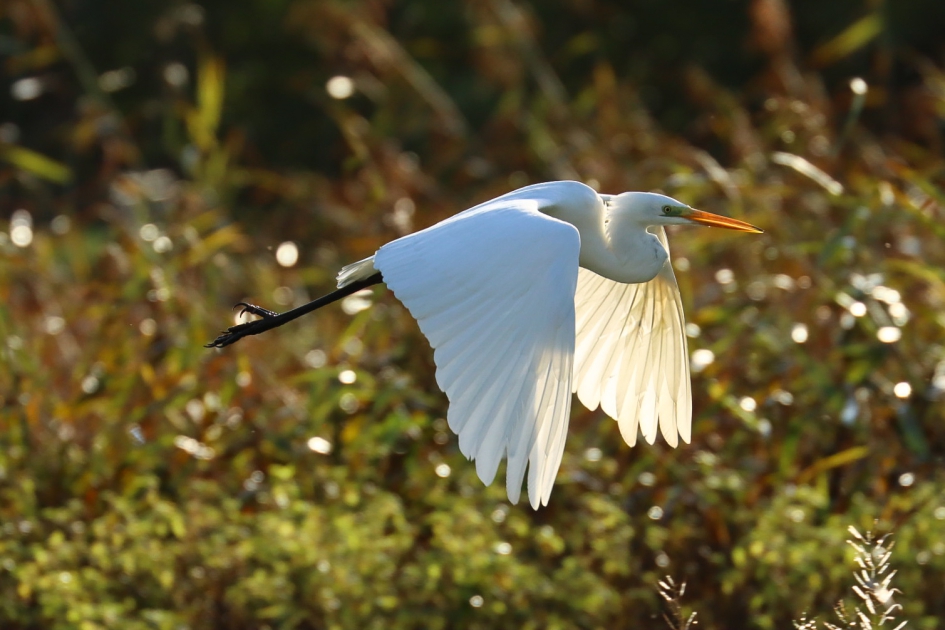 Zon door de vleugels - Vogels - Grote zilverreiger