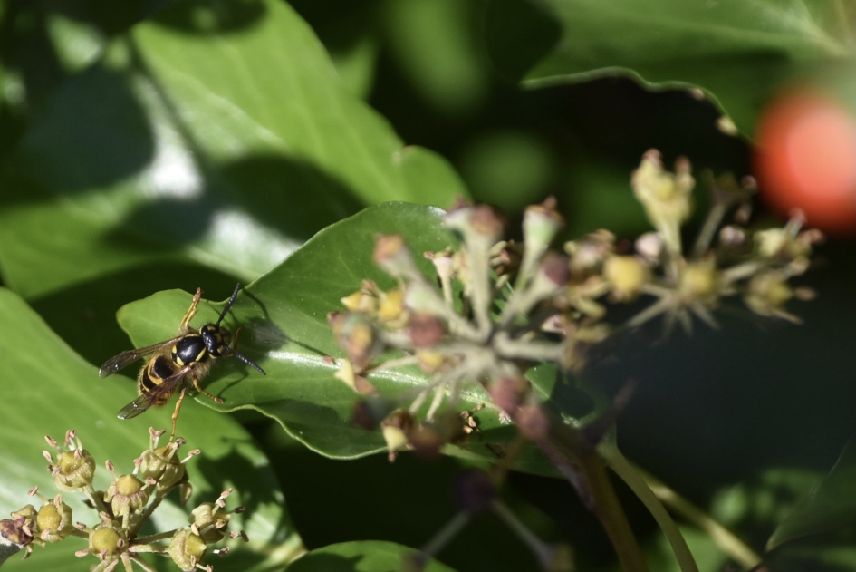 Zweefvlieg??? - Geleedpotigen - 