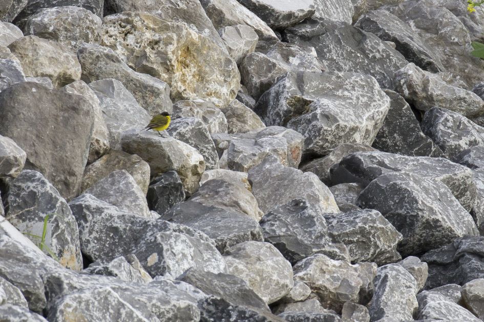 Noordse kwikstaart of balkan kwikstaart?