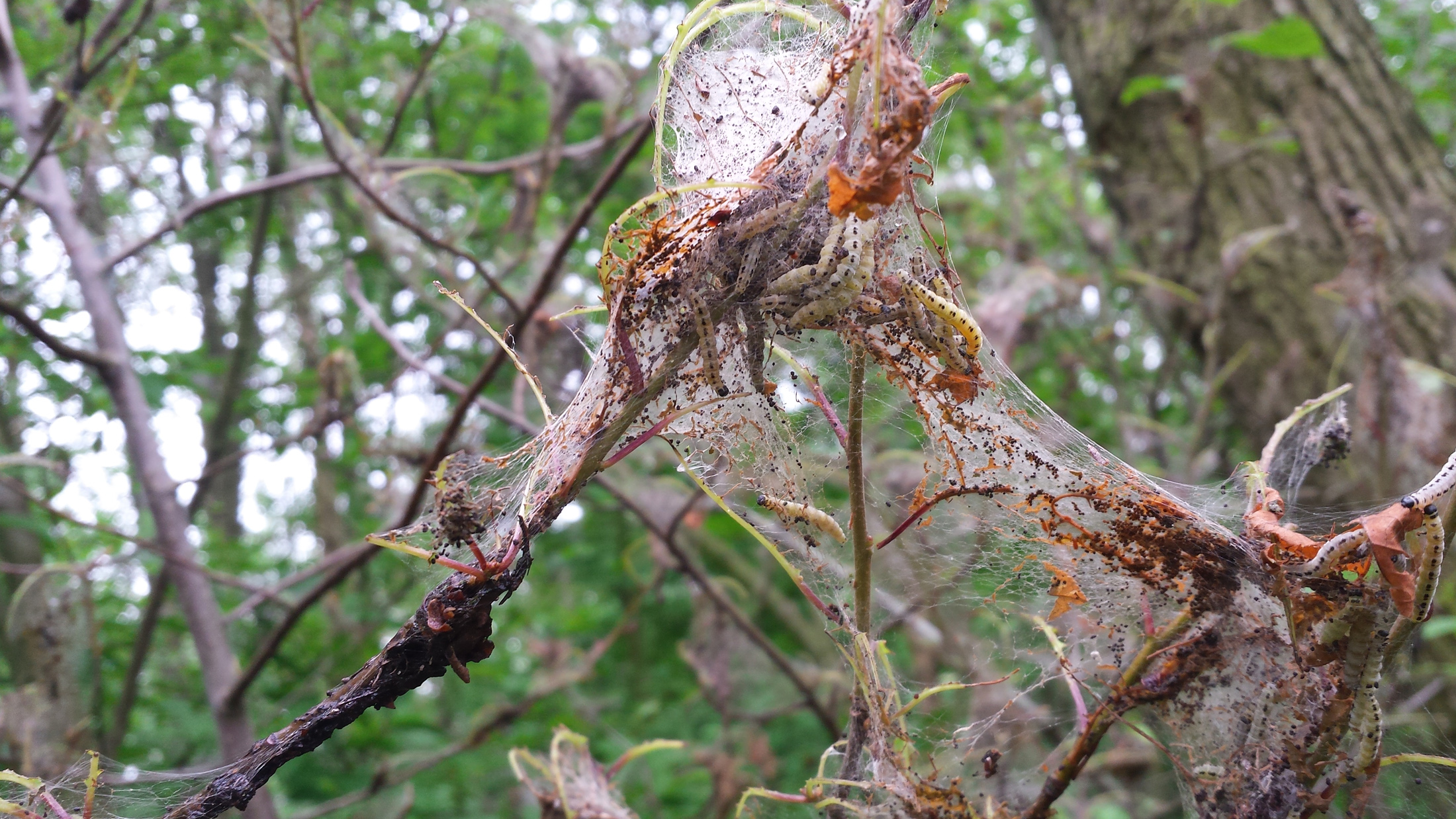 is dit de rups van de sint jans vlinder?