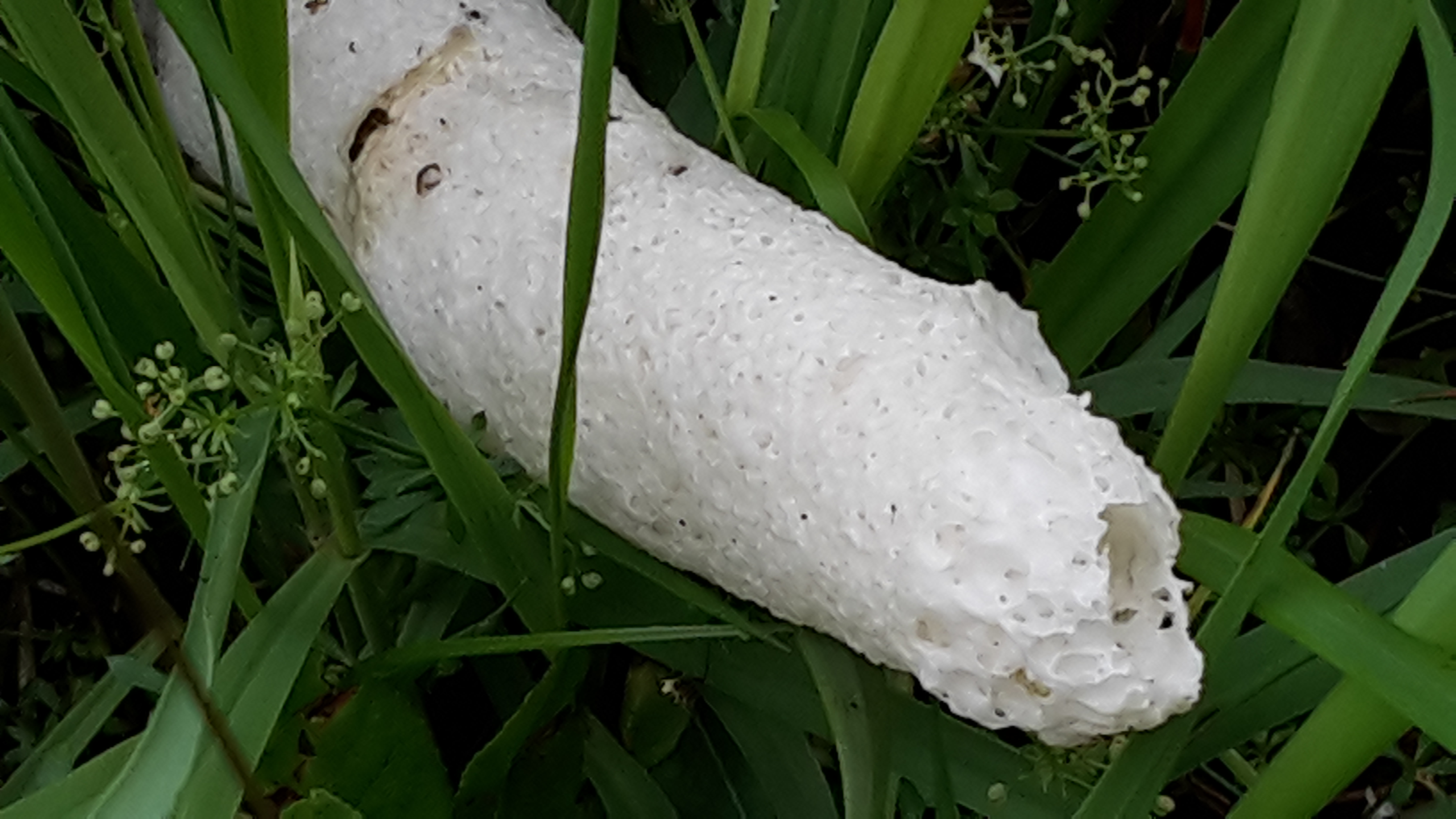 Welk insect maak deze uitgang?