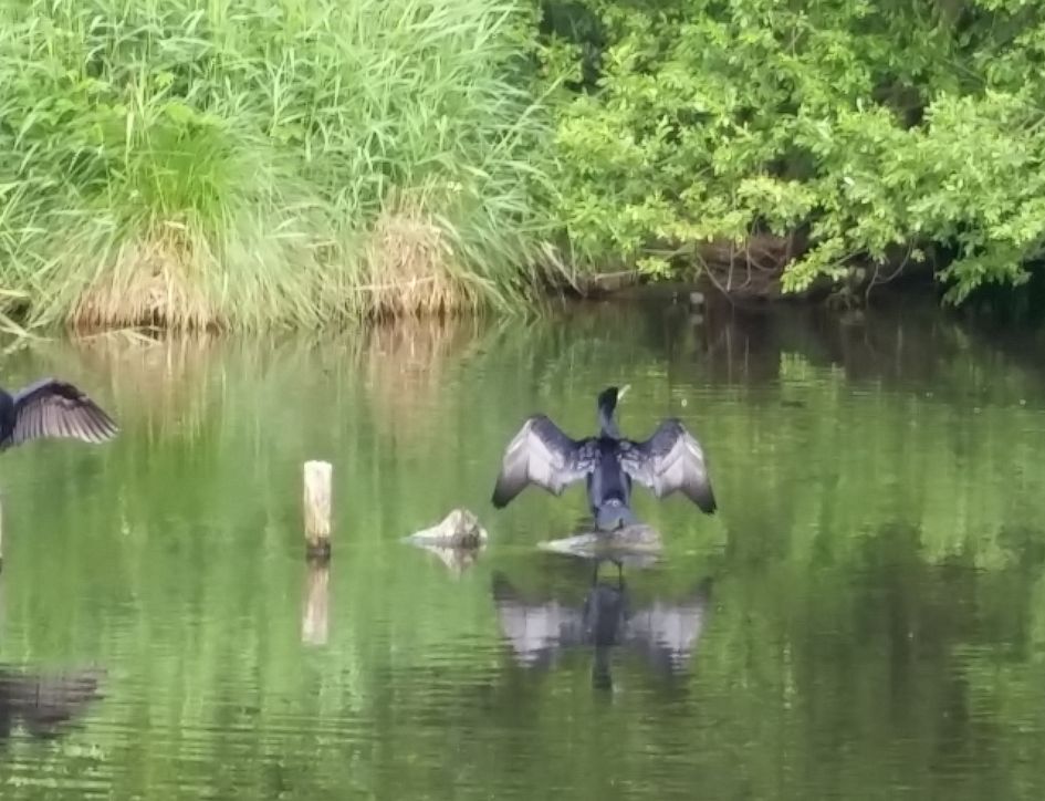 Welke vogel is dit? 2e foto. achterkant