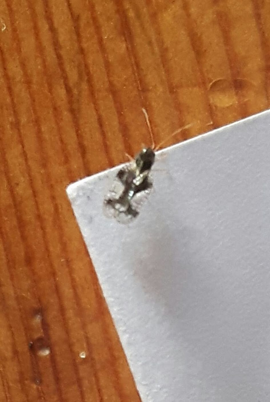 zwartwit gevlekt vliegje