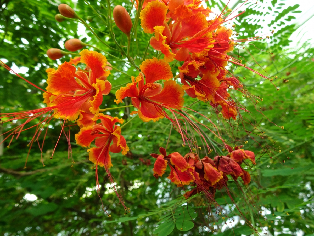 Kas-plant Hortus Delft