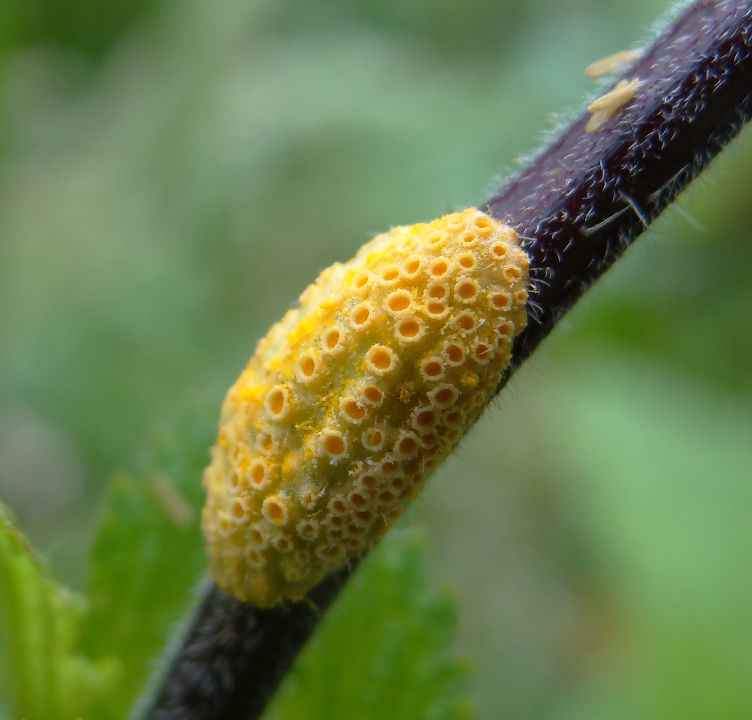 wat zou dit nou toch zijn?